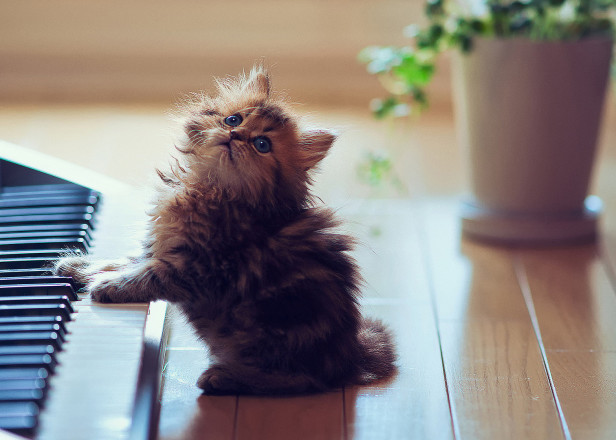 Nghe nhạc buồn quá nhiều liệu có... chết sớm? ảnh 1 Âm nhạc không thể thiếu được với đời sống tinh thần. Ảnh minh họa.