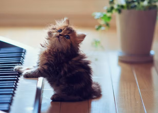  Âm nhạc không thể thiếu được với đời sống tinh thần. Ảnh minh họa. 