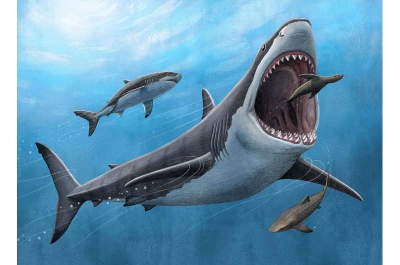 Megalodon tuyệt chủng khoảng 3,6 triệu năm trước. 