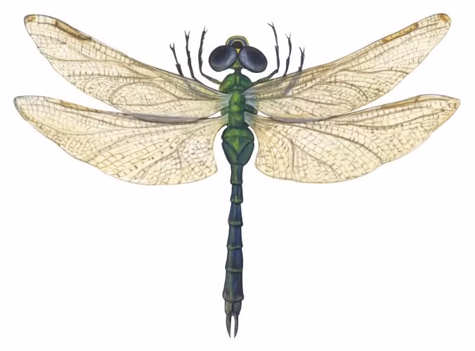 Nguyên mẫu của robot chuồn chuồn.