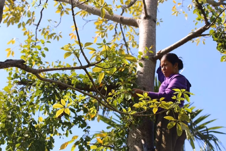 Chị Tăng thu hái tầm gửi trên cây gạo 10 năm tuổi.