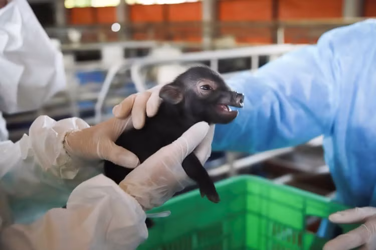 Chú lợn ỉ được nhân bản vô tính thành công.