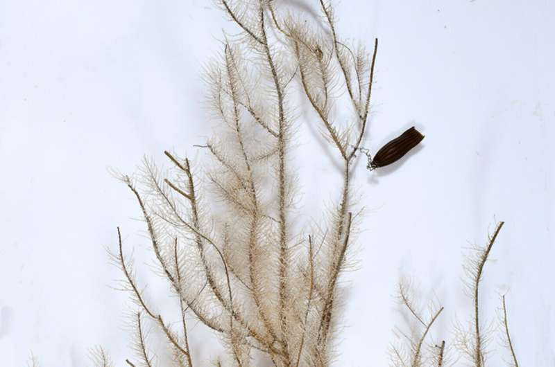 Vỏ trứng của Apristurus ovicorrugatus.