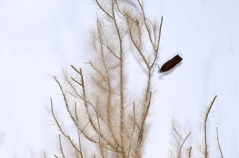 Vỏ trứng của Apristurus ovicorrugatus.