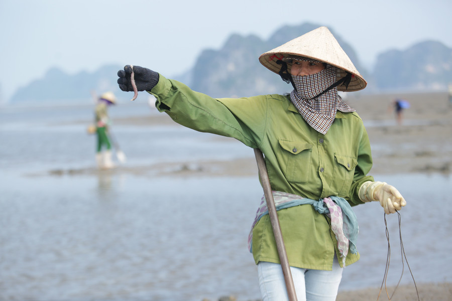 Với một nhát phóng mai thật nhanh, hất cát lên là chú sá sùng đã nằm gọn trong tay