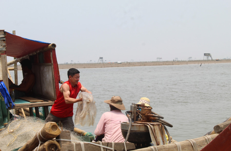 Ngư dân Hoằng Trường phấn khởi bốc những con sứa tươi từ khoang thuyền, sau một ngày dài lênh đênh trên biển.