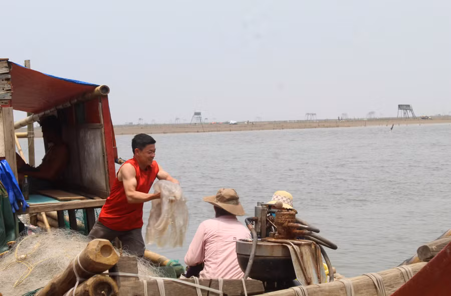 Ngư dân Hoằng Trường phấn khởi bốc những con sứa tươi từ khoang thuyền, sau một ngày dài lênh đênh trên biển.