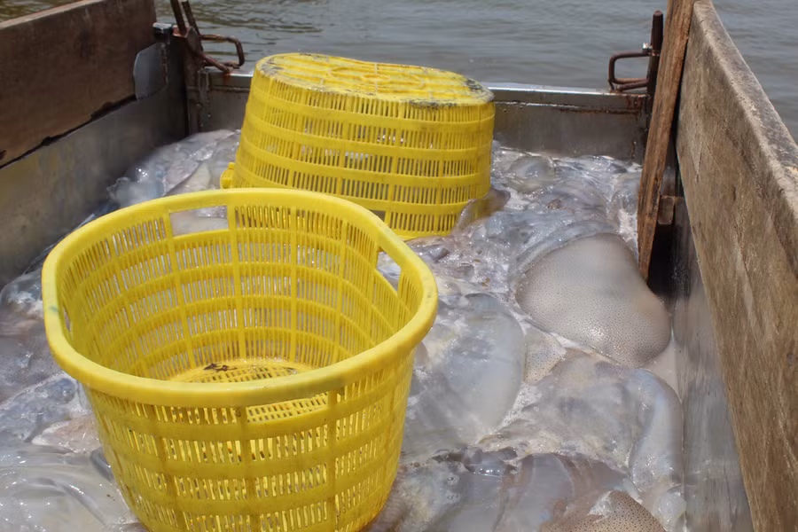 Sứa tươi được các đại lý tại địa phương thu mua ngay sau khi tàu, bè vừa cập bến.