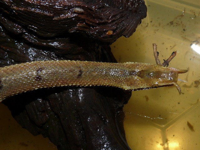 Loài rắn quyến rũ có “hai sợi râu” ở Việt Nam ảnh 2