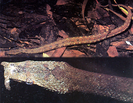 Loài rắn quyến rũ có “hai sợi râu” ở Việt Nam ảnh 4