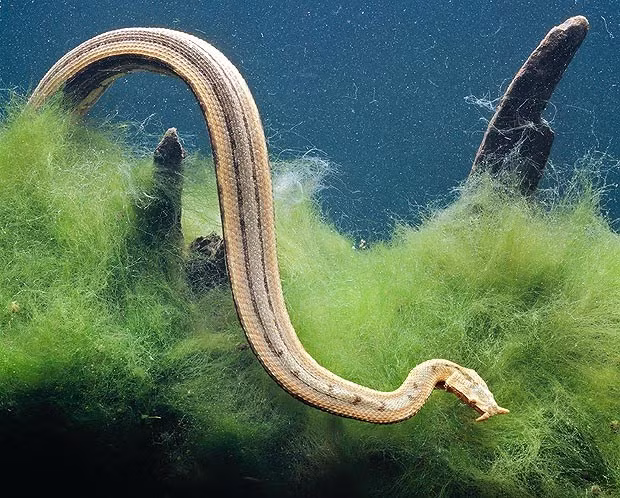 Loài rắn quyến rũ có “hai sợi râu” ở Việt Nam ảnh 3