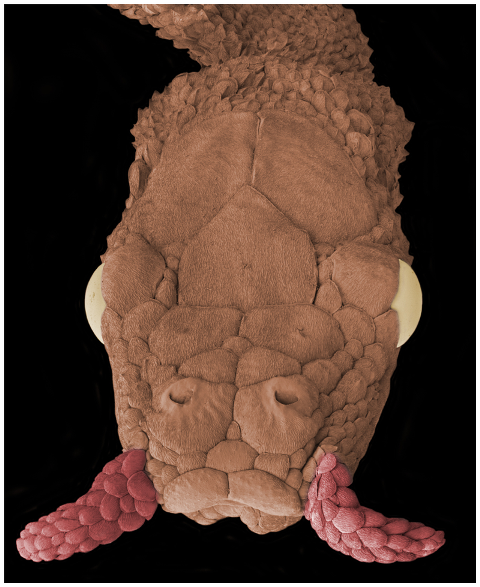 Loài rắn quyến rũ có “hai sợi râu” ở Việt Nam ảnh 5