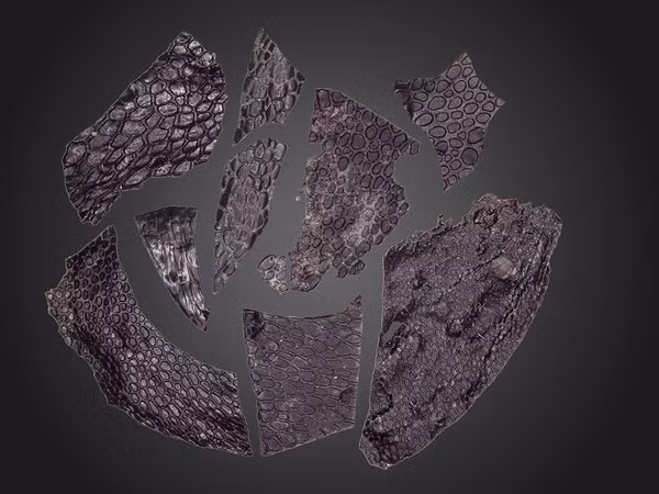 Da hóa thạch quý hiếm lâu đời nhất 130 triệu năm