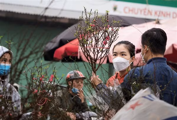 Người dân lựa chọn cành đào chơi Tết với giá hợp túi tiền.