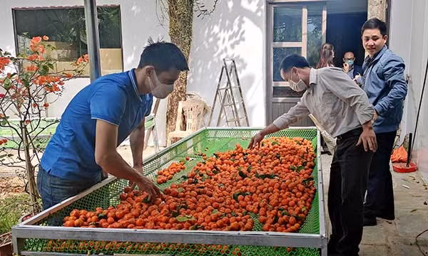 Công đoạn sơ chế quýt hoi ở Công ty TNHH PuLuong Cuisine, để sản xuất “Trà Quýt Hoi”.