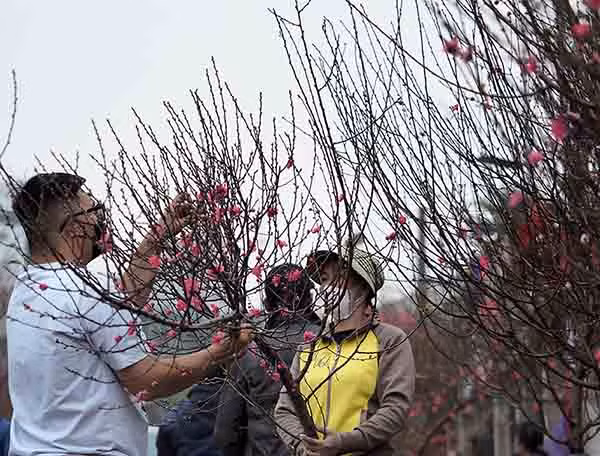 Hoa đào xuống phố phục vụ nhân dân đón Tết.