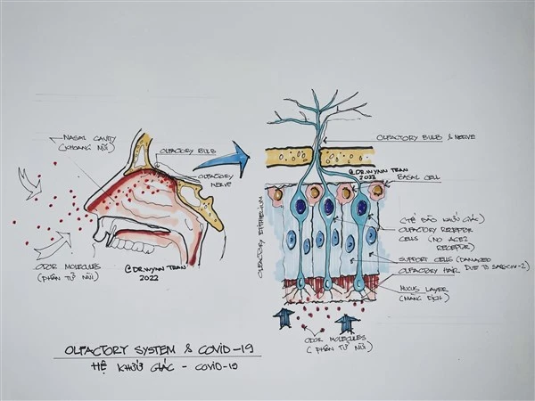 Sơ đồ về hệ khứu giác và tác động của Covid-19. Ảnh: PGS.TS Trần Huỳnh.