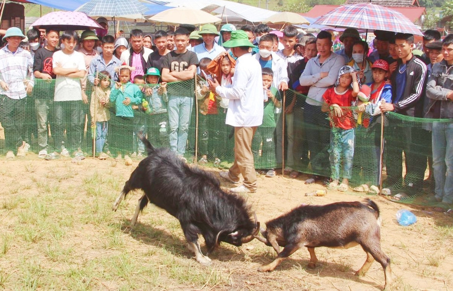 Thi chọi dê trong khuôn khổ lễ hội mừng cơm mới.