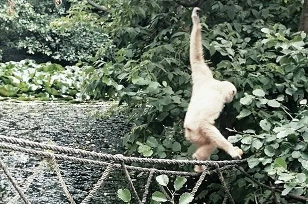 Bức ảnh khỉ leo dây khiến dân mạng tưởng “quái vật”