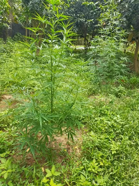 Khu vực bãi trồng cây cần sa lên tới 3.000m2 tại bãi nổi sông Hồng.