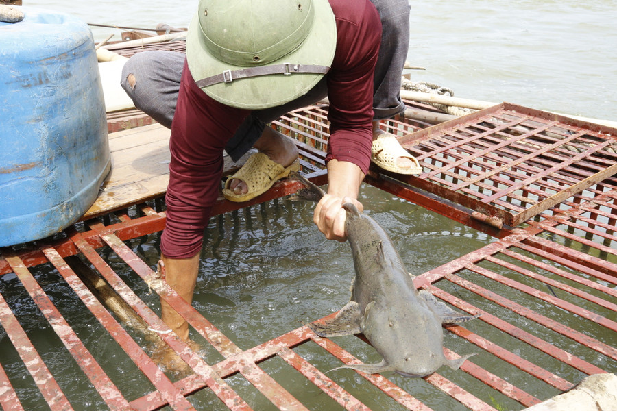 Cá chiên có trọng lượng 2 - 4kg có thể xuất bán dần. Cá chiên có trọng lượng 2 - 4kg có thể xuất bán dần.