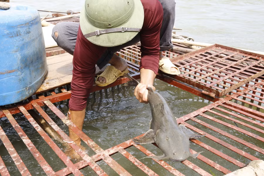 Cá chiên có trọng lượng 2 - 4kg có thể xuất bán dần.