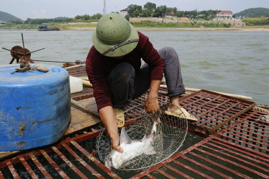 Được thị trường ưa chuộng, cá chiên có giá 600 - 700 nghìn đồng/kg. Được thị trường ưa chuộng, cá chiên có giá 600 - 700 nghìn đồng/kg.