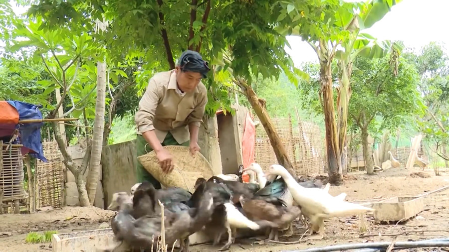 Người dân La phát triển chăn nuôi gia cầm. Người dân La phát triển chăn nuôi gia cầm.