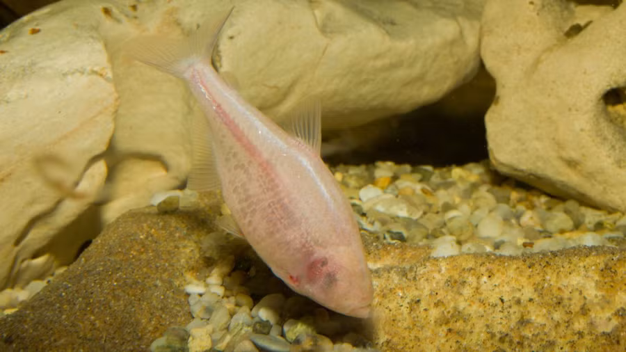 Cá hang động tiến hóa theo cách mất dần đôi mắt.