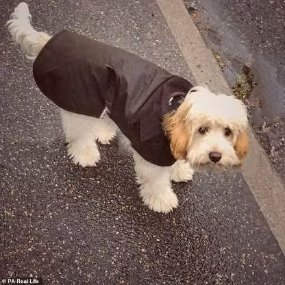 Chú cún được đi du lịch nhiều nơi trên thế giới.