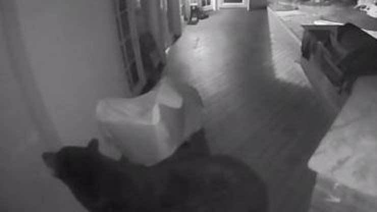 Hình ảnh con gấu được camera ghi lại.