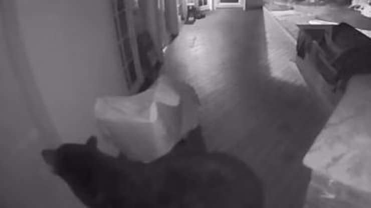 Hình ảnh con gấu được camera ghi lại.