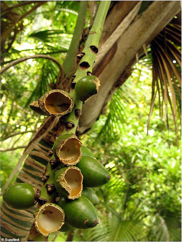 Nhiều loài động thực vật trên đảo bị đe dọa bởi chuột. Nhiều loài động thực vật trên đảo bị đe dọa bởi chuột.