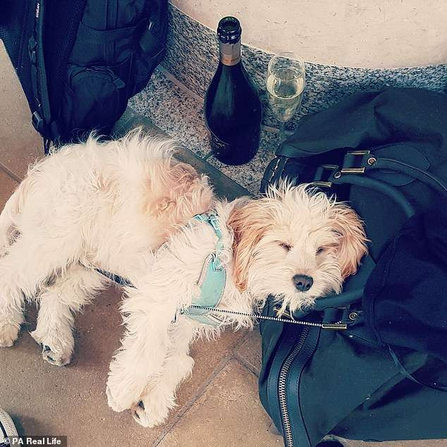 Lola thường được mát-xa đầu và chân.