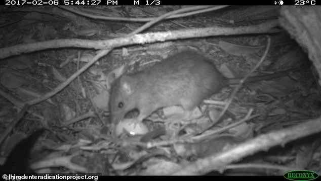 Loài chuột đen trên đảo đã lên tới 360.000 con. Loài chuột đen trên đảo đã lên tới 360.000 con.