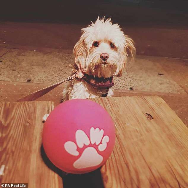 Chú cún còn có lượng người hâm mộ không nhỏ trên Instagram.