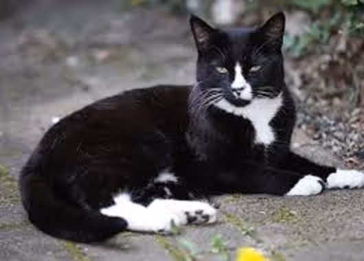 Chú mèo của gia đình đã gỡ rối cho đôi vợ chồng