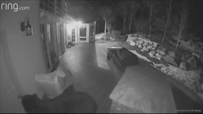 Con gấu đã bỏ đi khi không thể trèo vào bên trong.