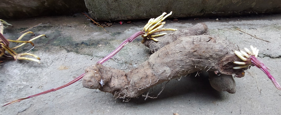 Củ đầu/từ to sụ, đen thủi, xấu xí. Củ đầu/từ to sụ, đen thủi, xấu xí.