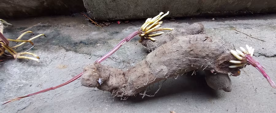 Củ đầu/từ to sụ, đen thủi, xấu xí.