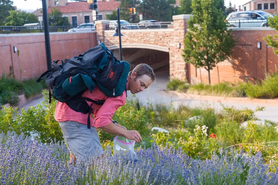 Một sinh viên đang hái lượm hoa oải hương khuôn viên Đại học Colorado ở Boulder. Ảnh: Ethan Welty, Atlasobscura.com