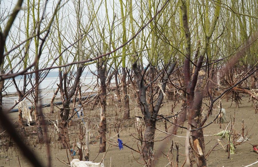 Những rừng sú, vẹt bị sóng đánh trơ gốc. Những rừng sú, vẹt bị sóng đánh trơ gốc.