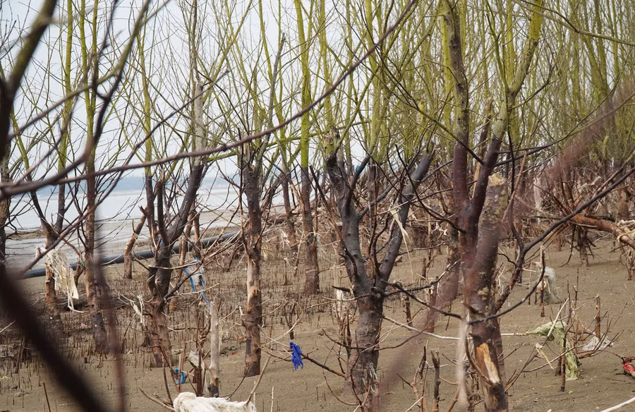 Những rừng sú, vẹt bị sóng đánh trơ gốc.