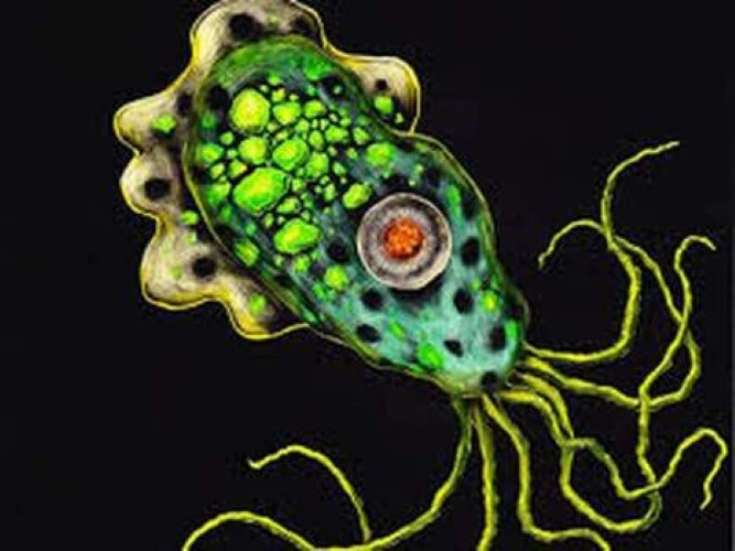 Naegleria fowleri rất nhạy cảm với clo. Ảnh minh họa.