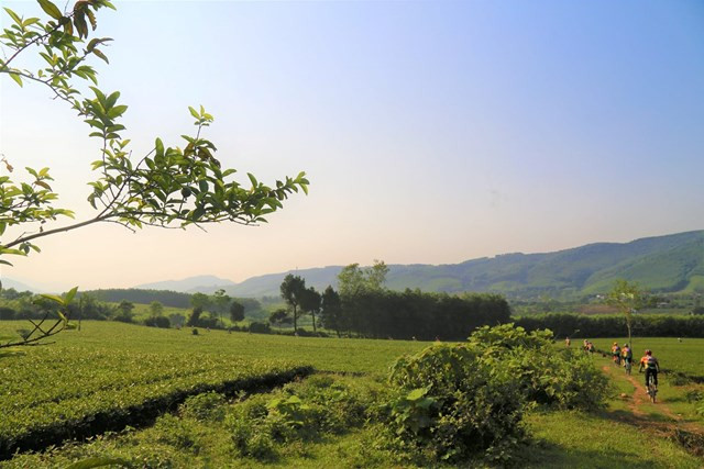 Nhiều du khách tìm đến tham quan, trải nghiệm những cánh đồng chè ở Hương Sơn. (Ảnh: N.T)