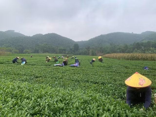 Người dân huyện biên giới Hương Sơn (Hà Tĩnh) tất bật vào vụ hái chè. (Ảnh: D.P)