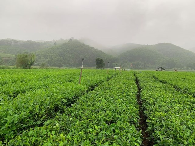 Vụ chè đầu năm cho ra những búp non, chất lượng tốt. (Ảnh: D.P)