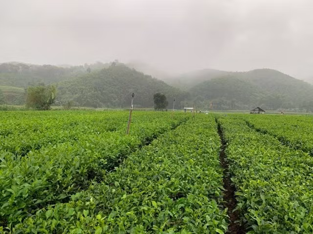 Vụ chè đầu năm cho ra những búp non, chất lượng tốt. (Ảnh: D.P)