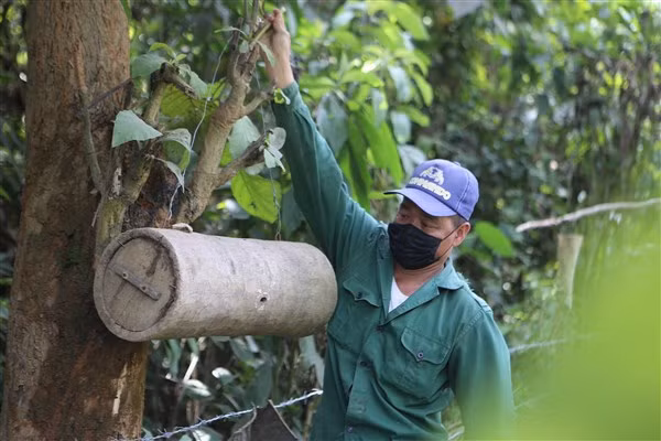 Sau khi ong đã đóng tổ người dân sẽ đưa tổ ong mồi về nhà.