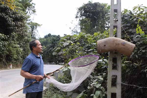 Một thợ săn dùng vợt khéo léo đưa ong sứ vào tổ mồi.